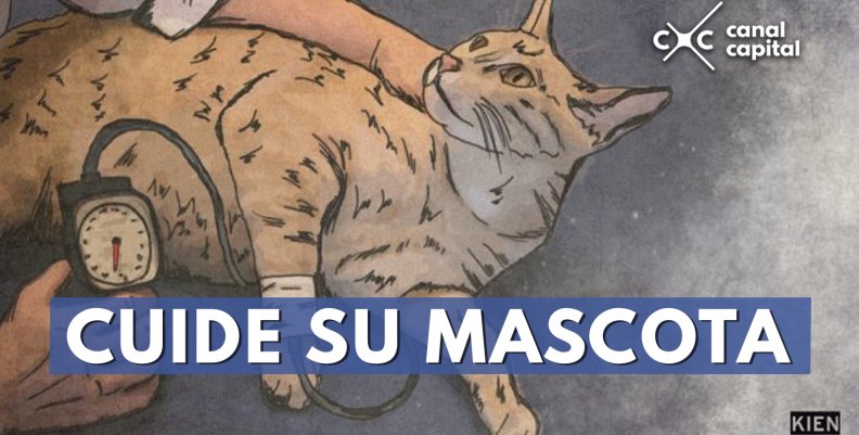 Mascotas Mascotas