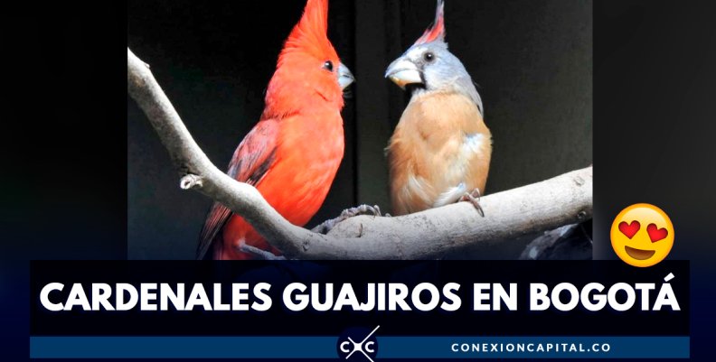 cardenal-guajiro-bogota