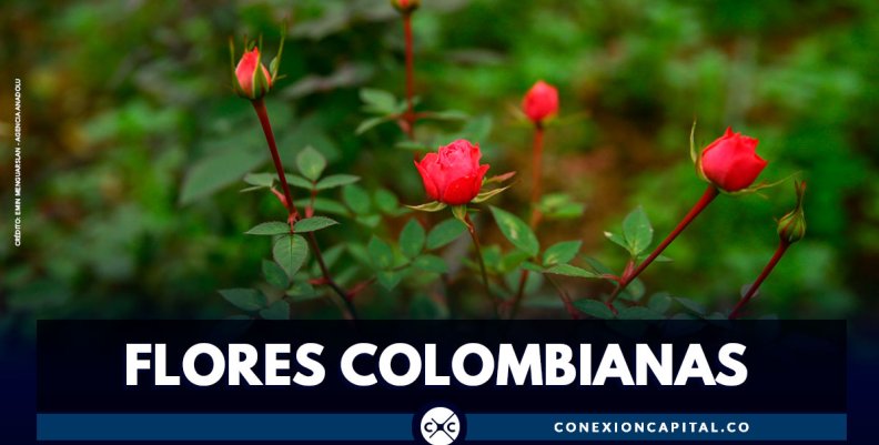 Colombia exporta 35.000 toneladas de flores para la celebración de San Valentín