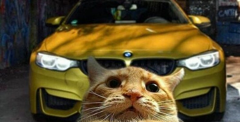gato- gato-