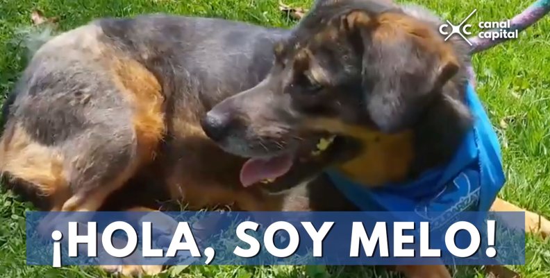 Hola-soy-Melo