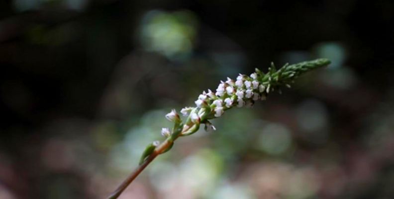 Orquídea en la Reserva van der Hammen