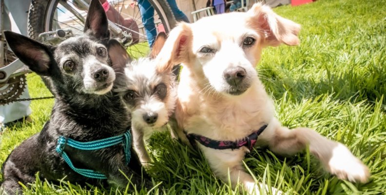 Se construirá en Bosa el Hospital Veterinario.