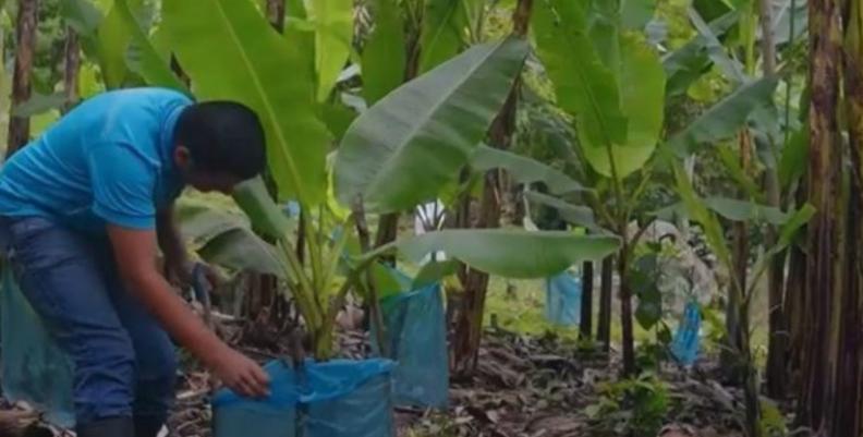 Campesino cultivando