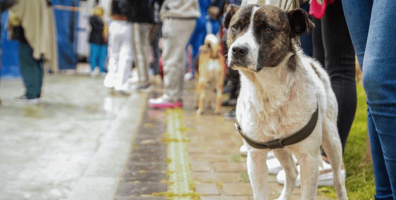 Semana Santa Perros traído de una correa por una persona
