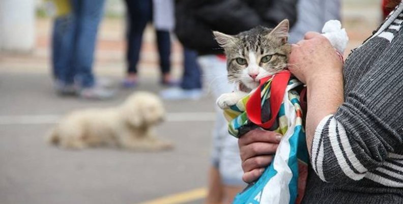 Persona cargando a un gato mientras de fondo se ve un perro acostado