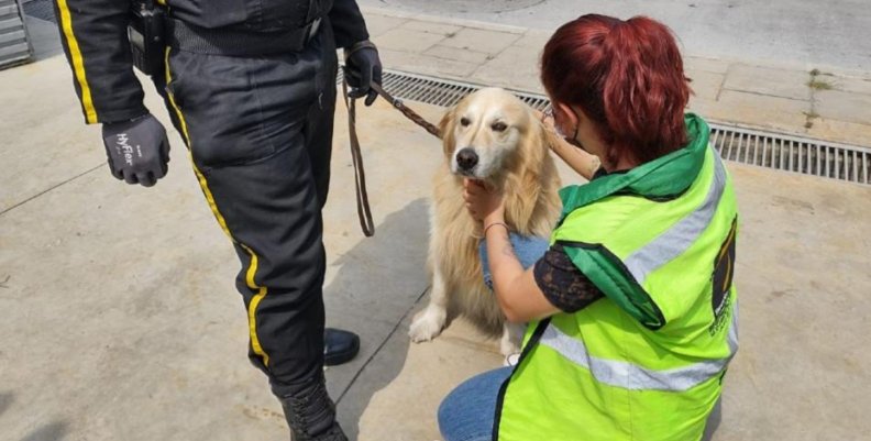 Canino de seguridad Canino de seguridad