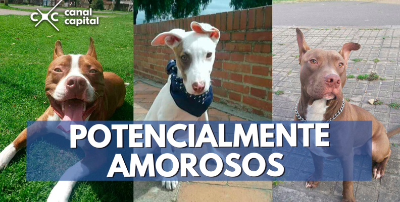 perritos perritos