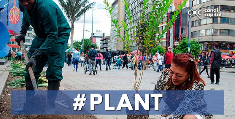 Participa en el proceso de arborización de Bogotá Participa en el proceso de arborización de Bogotá