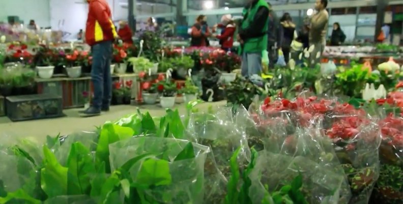 Plantas Plantas