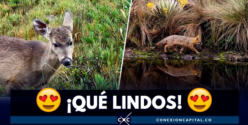 Animales silvestres se dejan ver en las cámaras de Parques Nacionales Naturales