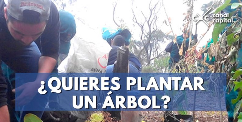 Plantaton Plantaton