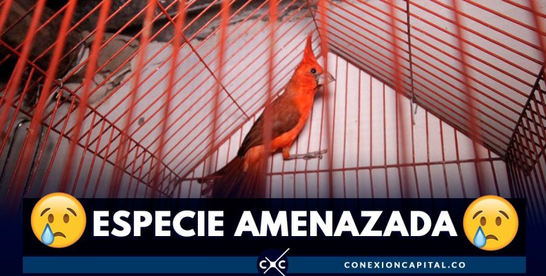 cardenal-guajiro cardenal-guajiro