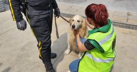 Canino de seguridad