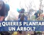 Plantaton