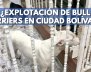 ¿Explotación de bull terriers en Ciudad Bolívar?