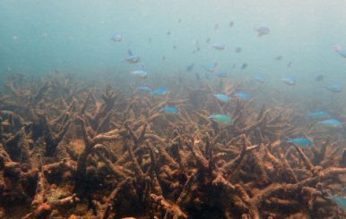 Imagen tomada de Coral Reef Studies